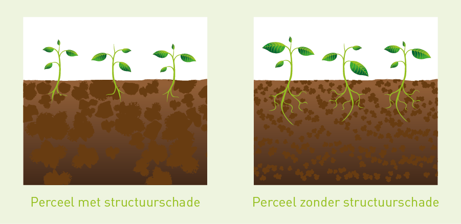 Illustratie Effect bodemverdichting op gewasgroei