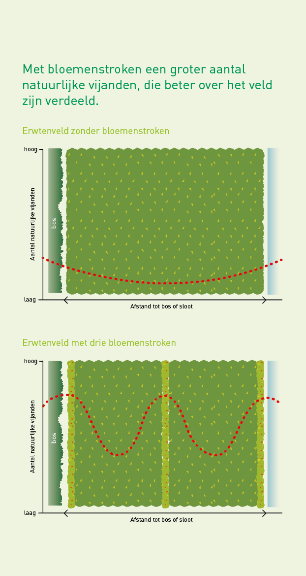 IllustratieBloemenstroken